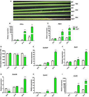 UDP-N-Acetylglucosamine Pyrophosphorylase 2 (UAP2) and 1 (UAP1) Perform Synergetic Functions for Leaf Survival in Rice